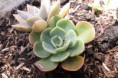 /album/fotogaleria-naturaleza-marchita/contrastes-de-la-naturaleza-1-jpg/